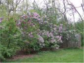 Perrysburg has the most magnificent lilac trees - two stories tall