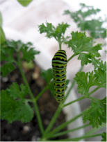 Caterpillar on parsley cruising the herb garden on my deck 7/26/07