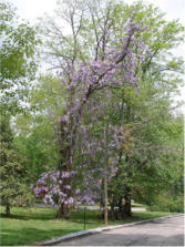Trees festooned with wisteria.  I've never seen this anywhere but NJ 5/11/2007