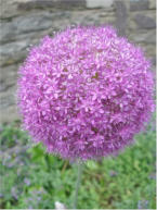 Allium 6/18/08