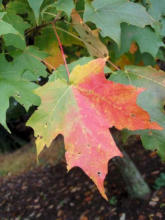 Maple leaf October 16, 2009
