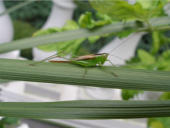 Grasshopper August 27, 2009