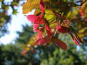 Maple wings September 29, 2009