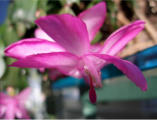 The ever-blooming Christmas cactus April, 2009