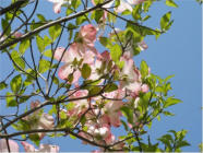 Dogwood from our yard, May 2009