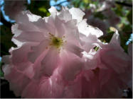 Crab apple from our yard, May 2009