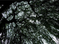 European weeping birch on the grounds of MIT Endicott House, October 3, 2008