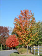 On our street, "Peak Day" October 15, 2008