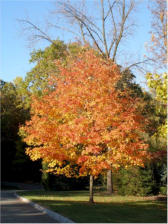 On our street, "Peak Day" October 15, 2008