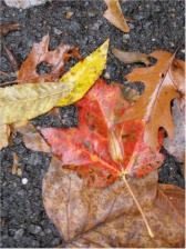 On our street, "Peak Day" October 15, 2008