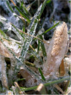 Jersey Ice Storm January 9, 2009