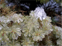 Jersey Ice Storm January 9, 2009